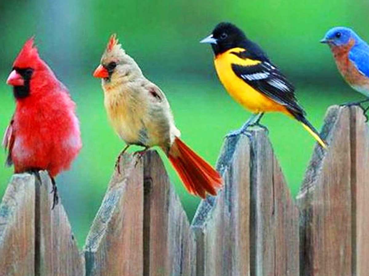 Birds Sitting On A Fence
