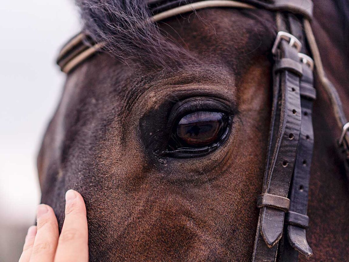 Race Horse Eye Closeup